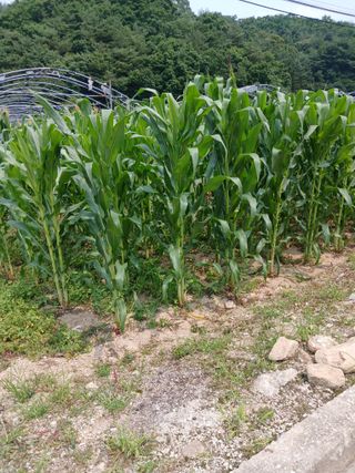 자기왕사랑해님의 옥수수 · 영농일지 작성글 사진