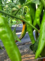 팜모닝 고추·영농일지 게시글 이미지