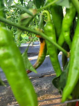 양기승님의 고추 · 영농일지 작성글 사진