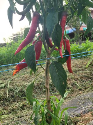 양기승님의 고추 · 영농일지 작성글 사진