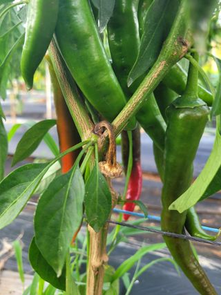 양기승님의 고추 · 영농일지 작성글 사진