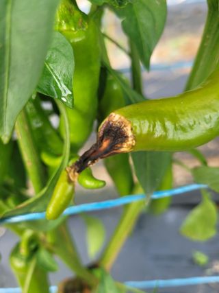 양기승님의 고추 · 영농일지 작성글 사진