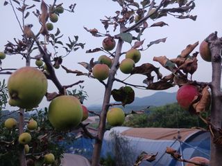 주복자님의 농사, 무엇이든 물어보세요! · 참여글 작성글 사진