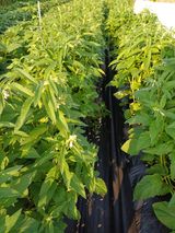 팜모닝 🎉상반기 결산 자랑하기·참여글 게시글 이미지