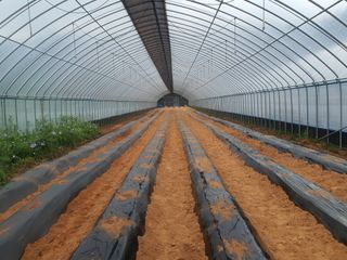 신태식님의 호박 · 영농일지 작성글 사진