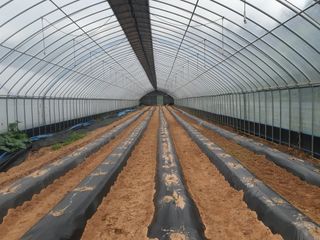 신태식님의 호박 · 영농일지 작성글 사진