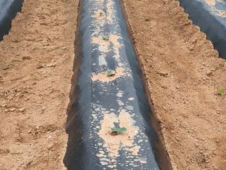 신태식님의 호박 · 영농일지 작성글 사진