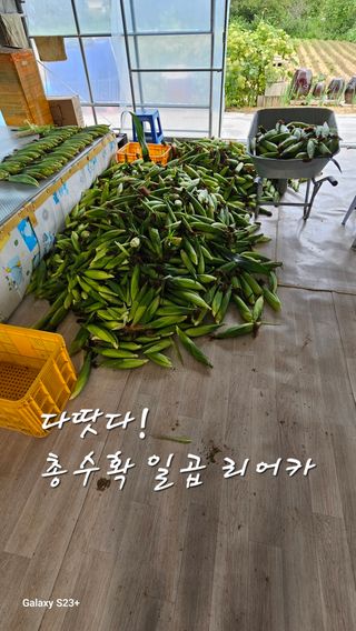 규사미님의 옥수수 · 영농일지 작성글 사진
