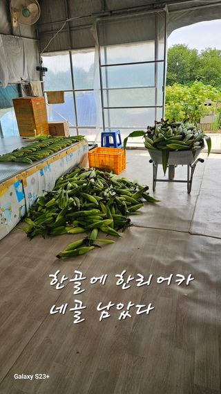 규사미님의 옥수수 · 영농일지 작성글 사진
