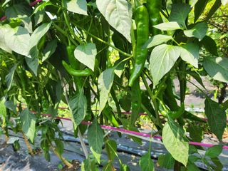 즐거운 하루 되세요님의 고추 · 영농일지 작성글 사진