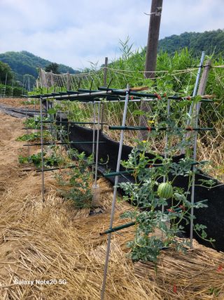 이윤미님의 자유주제 · 자유게시판 작성글 사진