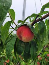 팜모닝 · 게시글 이미지