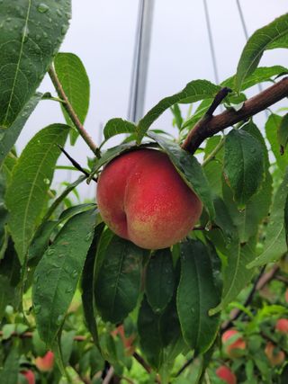 예스팜 청도님의 작성글 사진