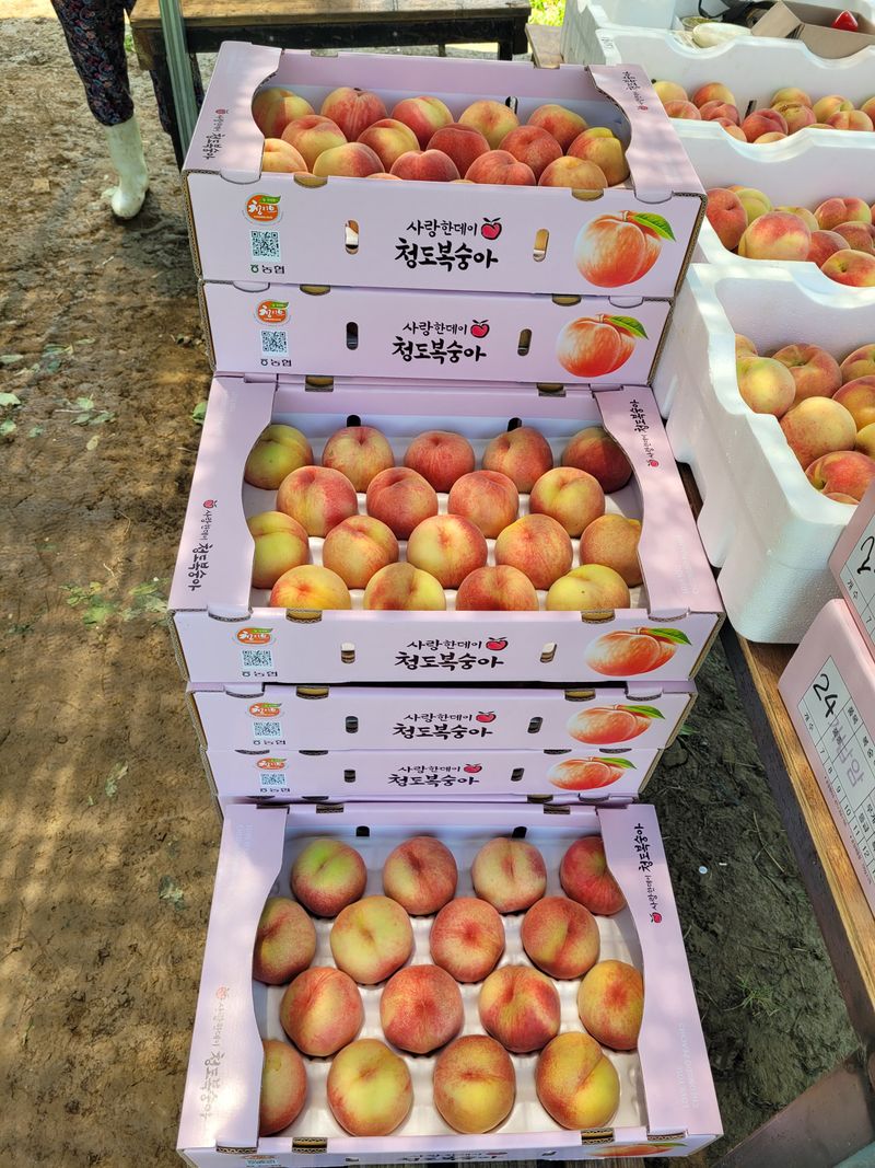 예스팜 청도님의 장터 판매 상품 [가납암 말랑이 복숭아 4kg] 첨부 사진