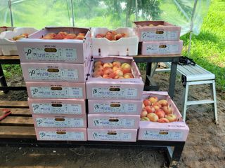 예스팜 청도님의 작성글 사진