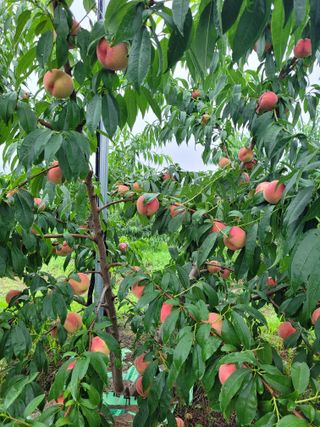 예스팜 청도님의 작성글 사진