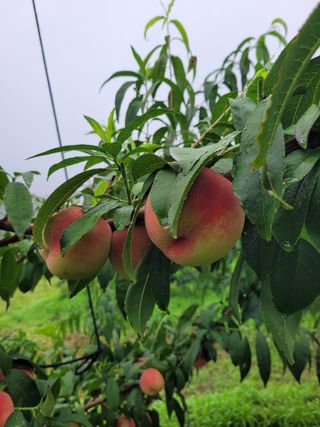 예스팜 청도님의 작성글 사진