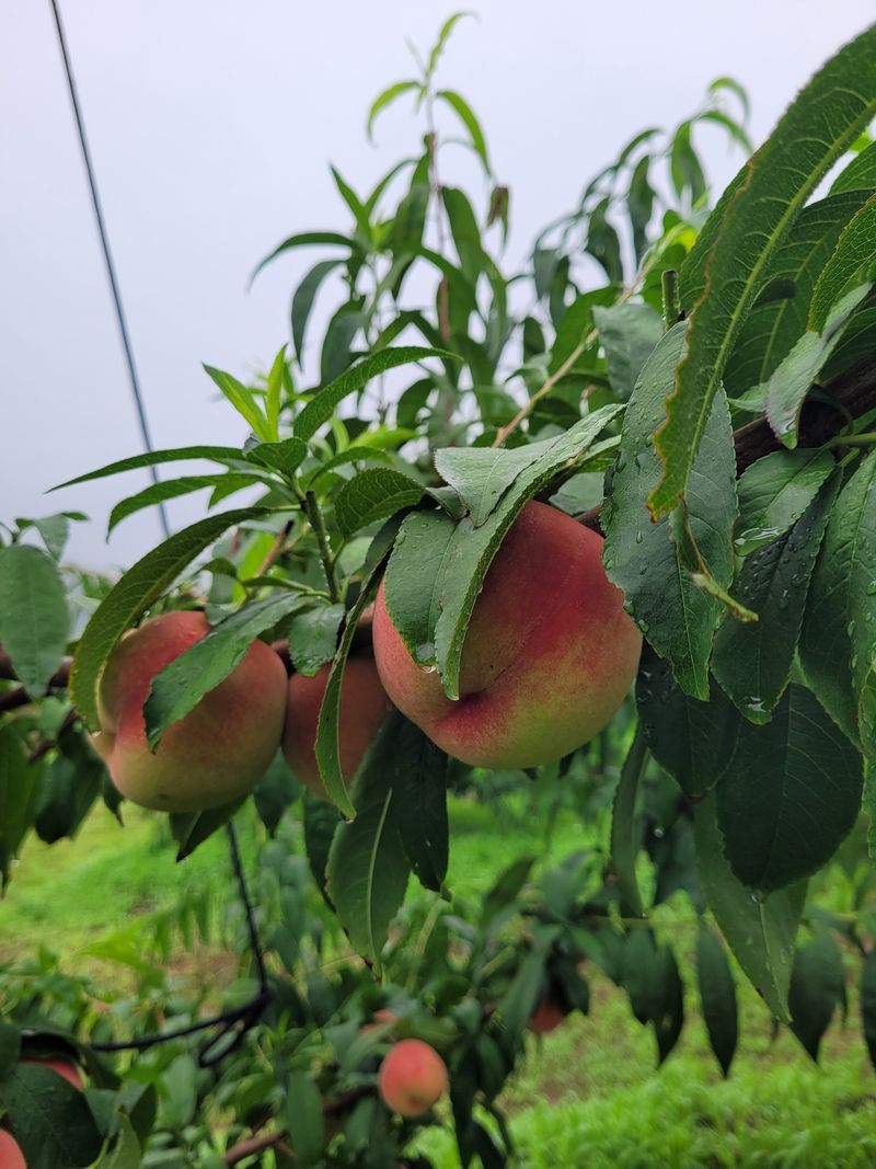 예스팜 청도님의 장터 판매 상품 [가납암 말랑이 복숭아 4kg] 첨부 사진