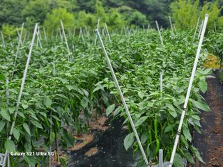 가야산자락한수덕님의 고추 · 영농일지 작성글 사진