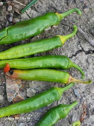 가야산자락한수덕님의 고추 · 영농일지 작성글 사진