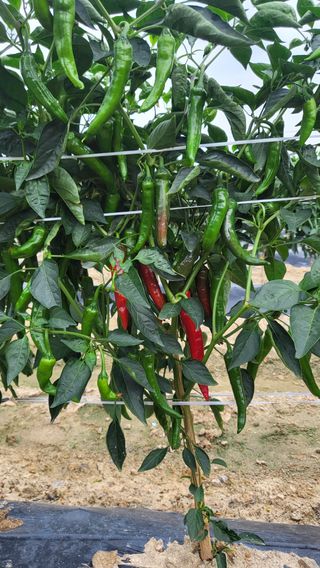 하태묵님의 고추 · 영농일지 작성글 사진