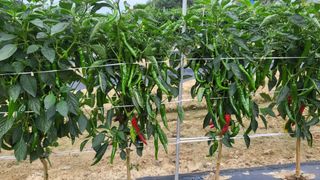 하태묵님의 고추 · 영농일지 작성글 사진