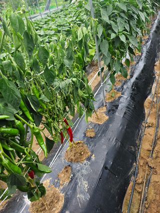 양파11283님의 고추 · 병해충상담 작성글 사진