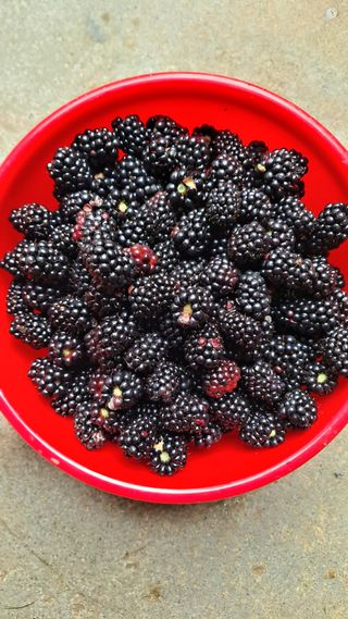 김성환님의 기타작물 · 영농일지 작성글 사진