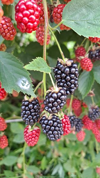 김성환님의 기타작물 · 영농일지 작성글 사진