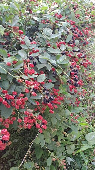 김성환님의 기타작물 · 영농일지 작성글 사진