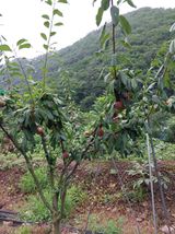 팜모닝 자유주제·자유게시판 게시글 이미지