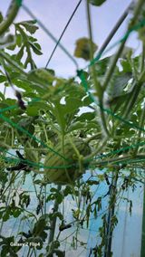 팜모닝 복숭아·영농일지 게시글 이미지