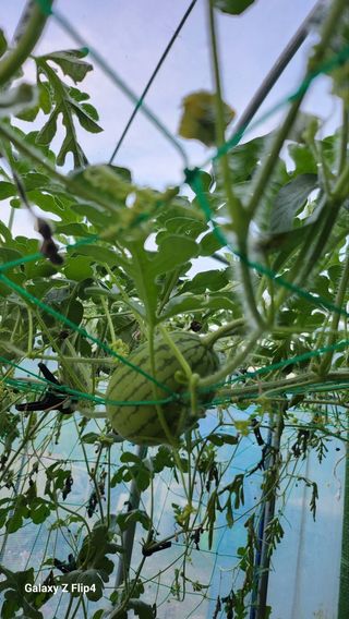 회야농원(정창규)님의 복숭아 · 영농일지 작성글 사진