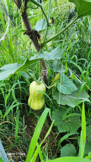 회야농원(정창규)님의 복숭아 · 영농일지 작성글 사진