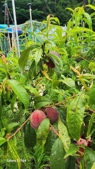 회야농원(정창규)님의 복숭아 · 영농일지 작성글 사진