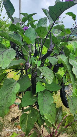 회야농원(정창규)님의 복숭아 · 영농일지 작성글 사진