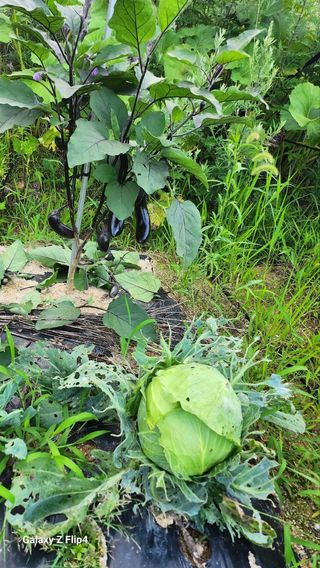 회야농원(정창규)님의 복숭아 · 영농일지 작성글 사진