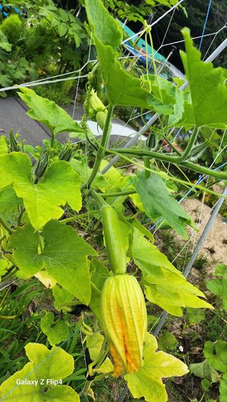 회야농원(정창규)님의 복숭아 · 영농일지 작성글 사진