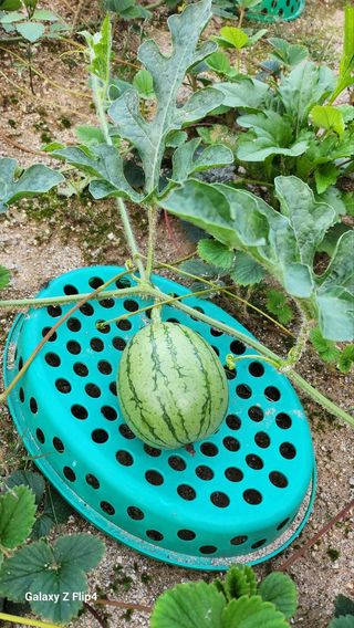 회야농원(정창규)님의 복숭아 · 영농일지 작성글 사진