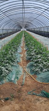 팜모닝 기타작물·영농일지 게시글 이미지