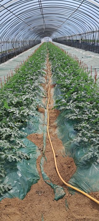 별라님의 기타작물 · 영농일지 작성글 사진