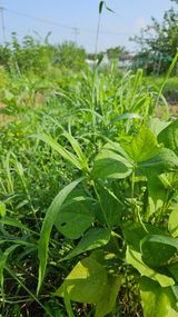 팜모닝 자유주제·자유게시판 게시글 이미지