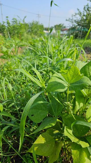 어설픈촌넘님의 자유주제 · 자유게시판 작성글 사진