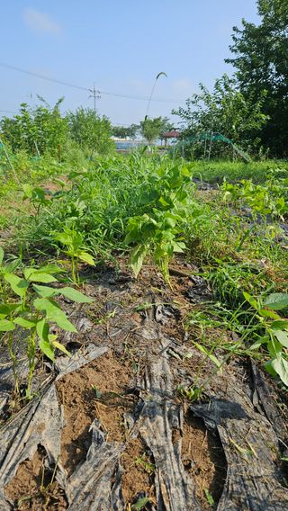 어설픈촌넘님의 자유주제 · 자유게시판 작성글 사진