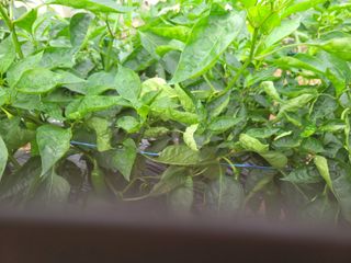 갈담리님의 고추 · 병해충상담 작성글 사진