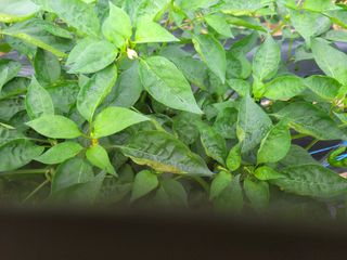 갈담리님의 고추 · 병해충상담 작성글 사진