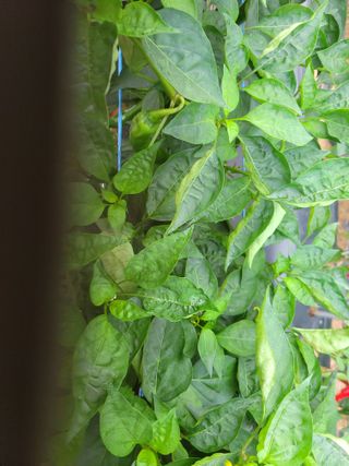 갈담리님의 고추 · 병해충상담 작성글 사진