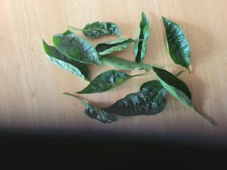 갈담리님의 고추 · 병해충상담 작성글 사진