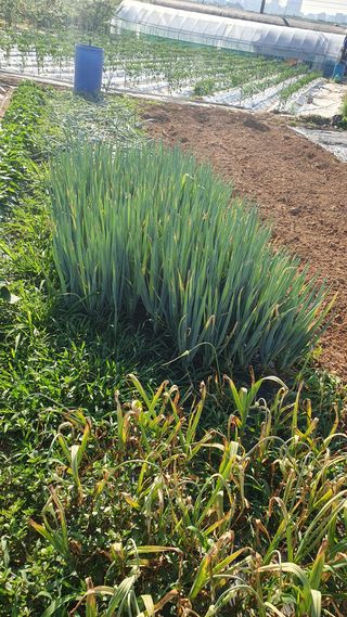 최천진님의 파 · 영농일지 작성글 사진