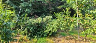 시연아빠님의 자유주제 · 자유게시판 작성글 사진